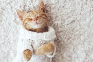 Bring your cat to the Rosewood for pet friendly assisted living